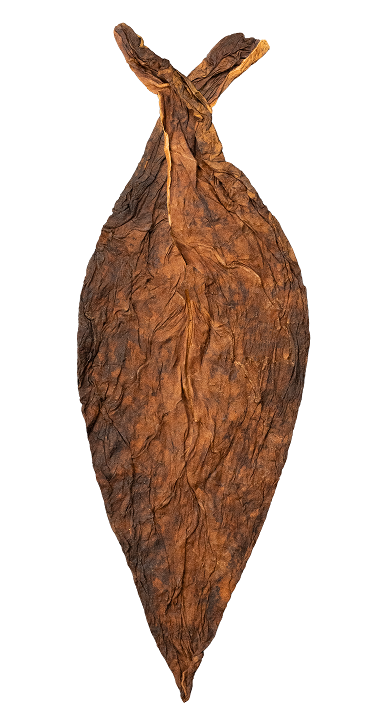 hand of Esteli Criollo 98 Ligero filler-ligero tobacco